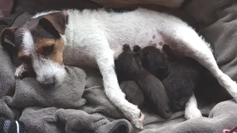 Sue Stubley Jack Russell feeding six kittens