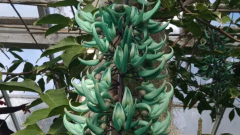 Andrew Hubbard Specimen from the collection