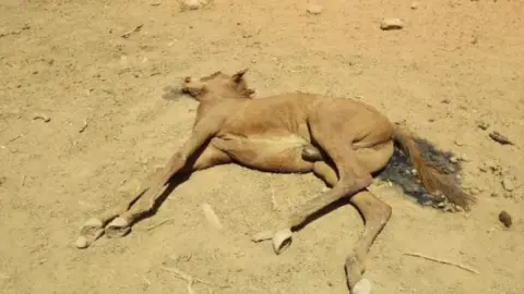 RALPH TURNER One of the dead wild horses discovered at the dry water spot