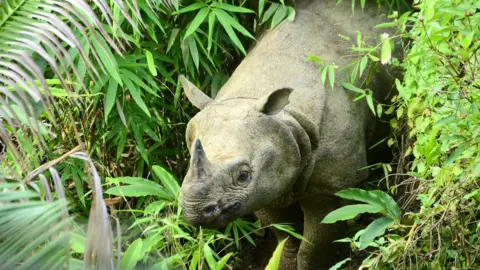 WWF Javan Rhino