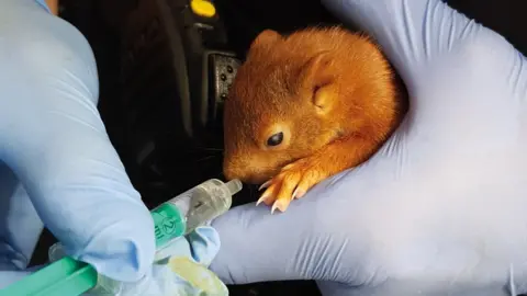 EPA/KARLSRUHE POLICE Karl-Friedrich the squirrel