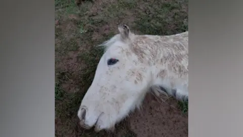 RSPCA Dead horse