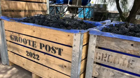 Pallets full of grapes