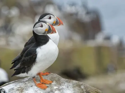 Nick Upton Puffins