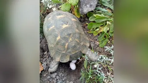 Jill Mancino Speedy the tortoise in the garden, plants and mud visible. She seems to have dug a hole and two white eggs are visible beneath her.