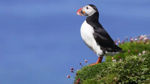 Getty Images Puffin