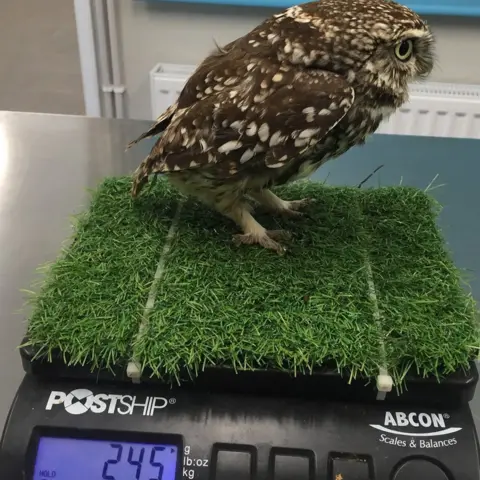 Suffolk Owl Sanctuary The owl on the scales