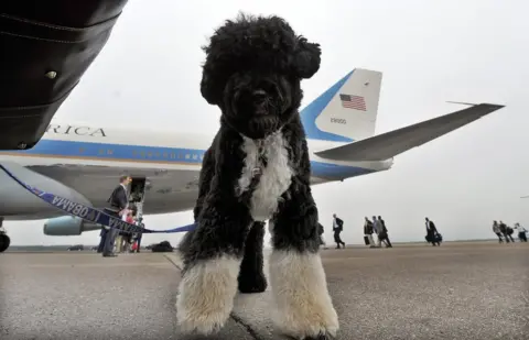 Getty Images A dog stands next to Air Force One