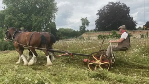 Shire horses at King's College