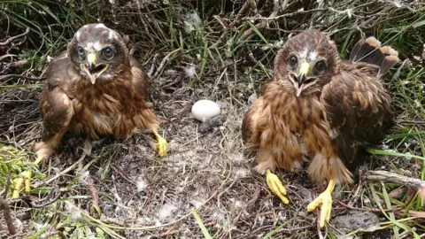 James Leonard Hen Harriers