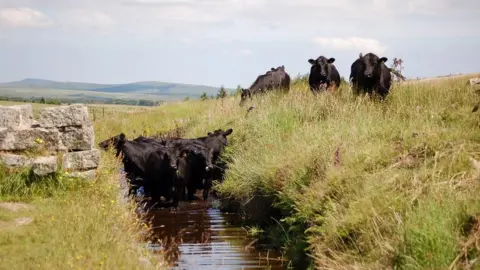 BBC Cattle on Dartmoor