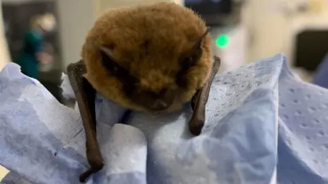 RSPCA The bat
