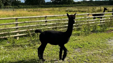 Helen Macdonald Geronimo, the alpaca