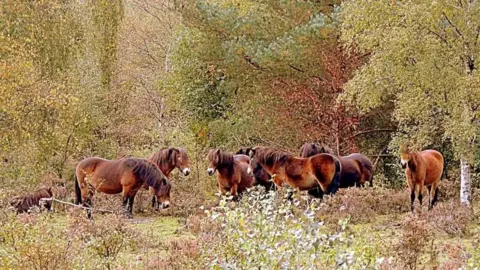 @missclanger Wild ponies Sutton Park
