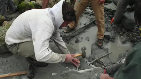 Charmouth Heritage Coast Centre Recovery of plesiosaur