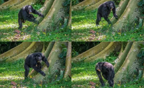 A Soldati Chimp drumming on tree root