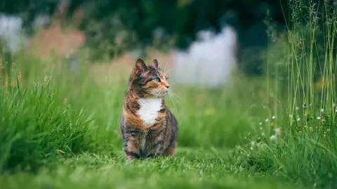 A tabby cat sitting on grass