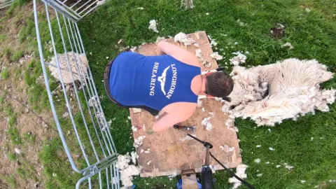 BBC Sheep shearing