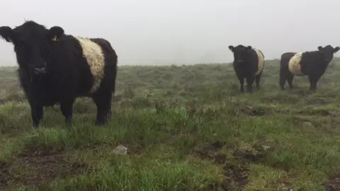 BBC Cows