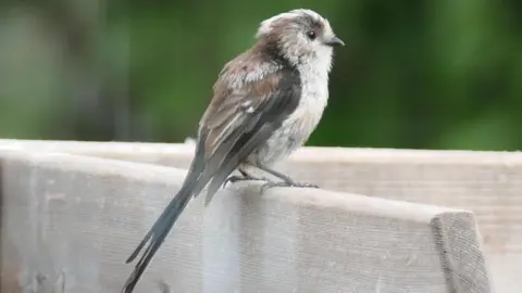 Frank McC/Weather Watchers A bird stood on a wooden ledge, looking into the distance.