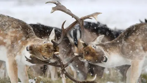 Reuters/Toby Melville Deer in Richmond Park