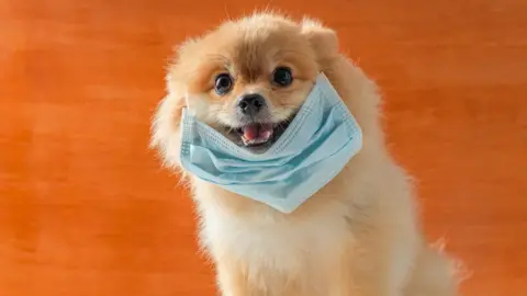 Getty Images Dog wearing PPE