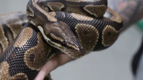 Reggie the royal python