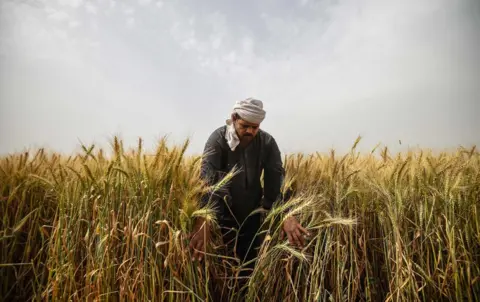 AFP An Egyptian man harvests wheat in Saqiyat al-Manqadi village in the northern Nile Delta province of Menoufia in Egypt, on May 1, 2019
