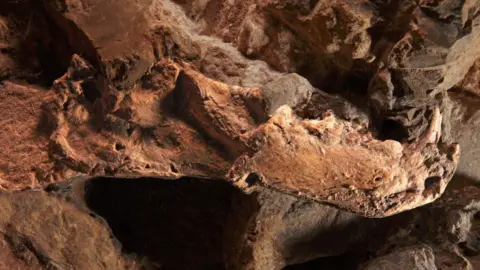 Spl Sabre toothed cat mandible from Sterkfontein caves, South Africa