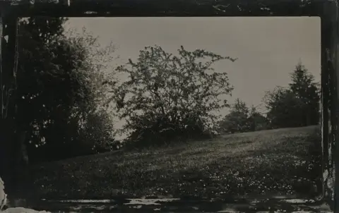 Jo de Banzie May tree