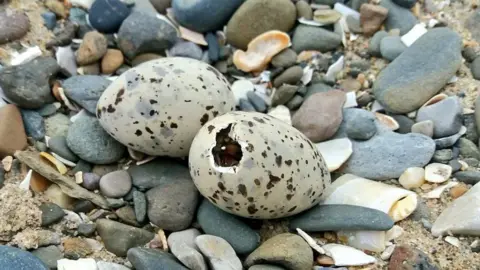 North Wales Little Tern Group Pair of little tern eggs in a nest of pebbles and shells. One is starting to hatch