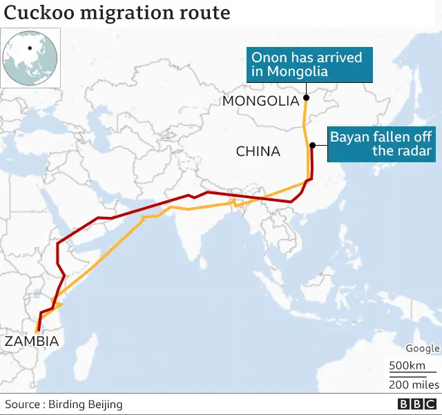 Epic 7 500 mile cuckoo migration wows scientists