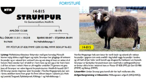 Southram/Halla Eyglo Sveinsdottir Icelandic stud ram, 2018