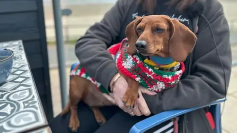 Dachshund best sale sweater womens