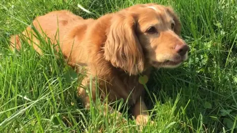 Cambridge University Jack the dog