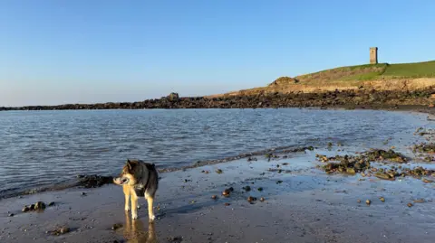 BBC Weather Watchers/Skyborg A dog on a beach with blue skies and a tower on a headline in the background
