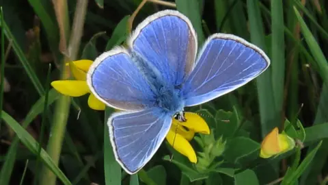 Sue Hendrie A common blue butterfly. It is a deep blue with a white rim around the wings.