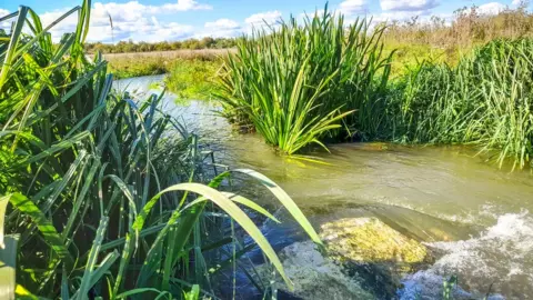 Lisa Lane The new Thames channel at Chimney Meadows Nature Reserve