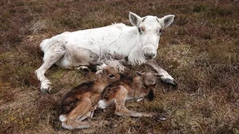 The Cairngorm Reindeer Herd Reindeer and its twins