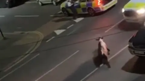 Amarjit Kharaud Cow about to be hit by a police car in Feltham