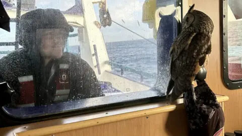 Benarkle II Owl peers at sailor through window