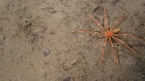 JNCC Sea spider