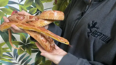 Reptilia Noodles the corn snake