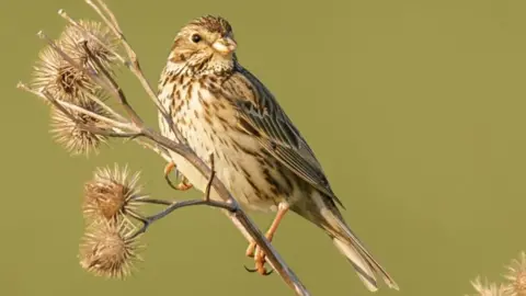 Nick Bowman Corn bunting