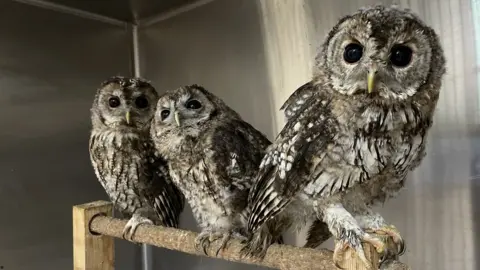 BBC Three owls sit on a branch