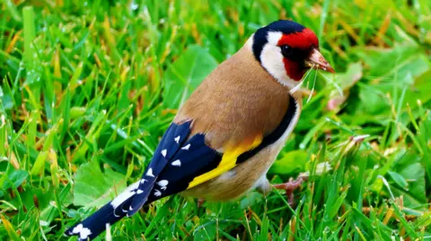The bird has landed on a grassy field where water droplets hang off some of the green spikes. It is a colourful creature with a red, white and blue head. Its small body is mainly brown, with some yellow feathers and blue wings that have white dots on them.