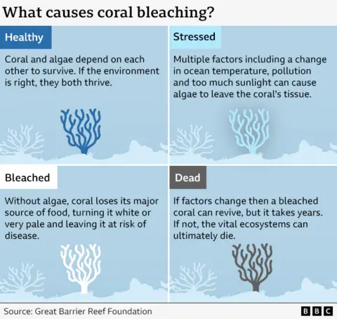 A graphic which shows the four stages of coral bleaching: Healthy, stressed, bleached and dead