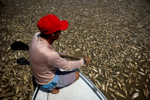 Reuters Boat pilot Paulo Monteiro da Cruz observes dead fish at Piranha lake, which has been affected by the drought of the Solimoes River, in Manacapuru, state of Amazonas, Brazil, September 27, 2023