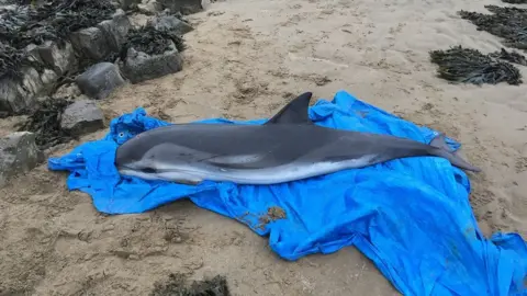 RSPCA Dolphin stranded on the beach