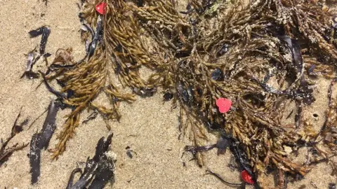 Cazza Dennett Plastic confetti